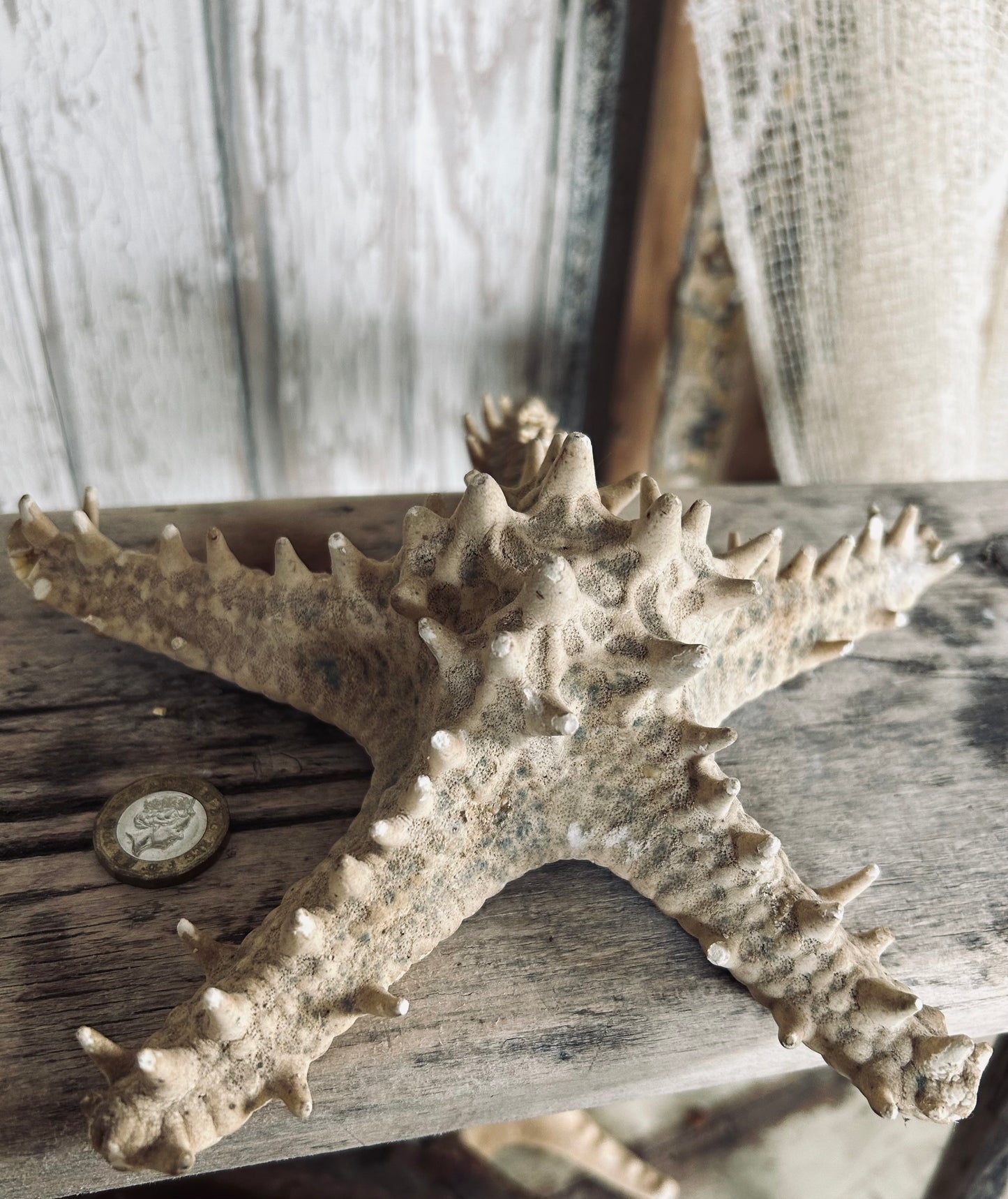 Large Starfish
