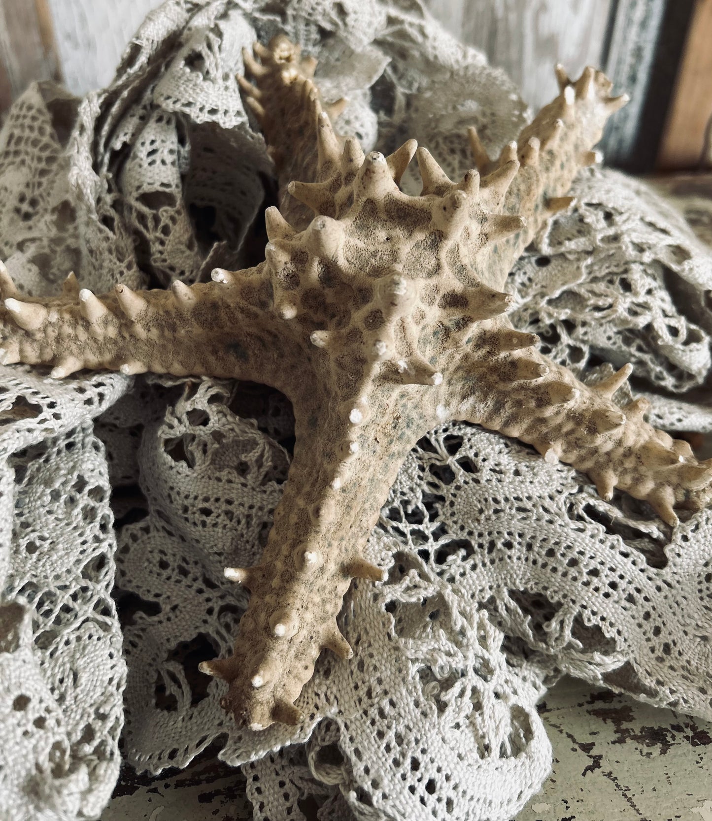 Large Starfish