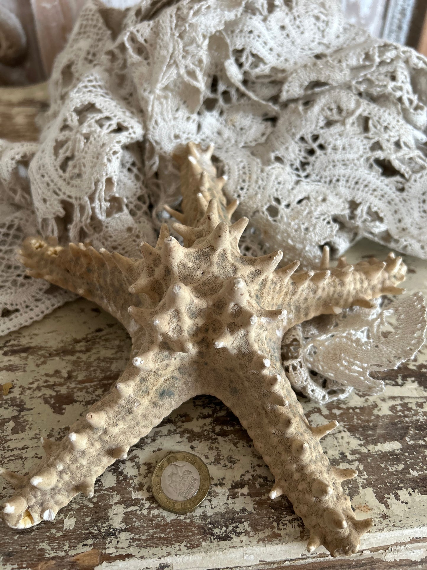 Large Starfish
