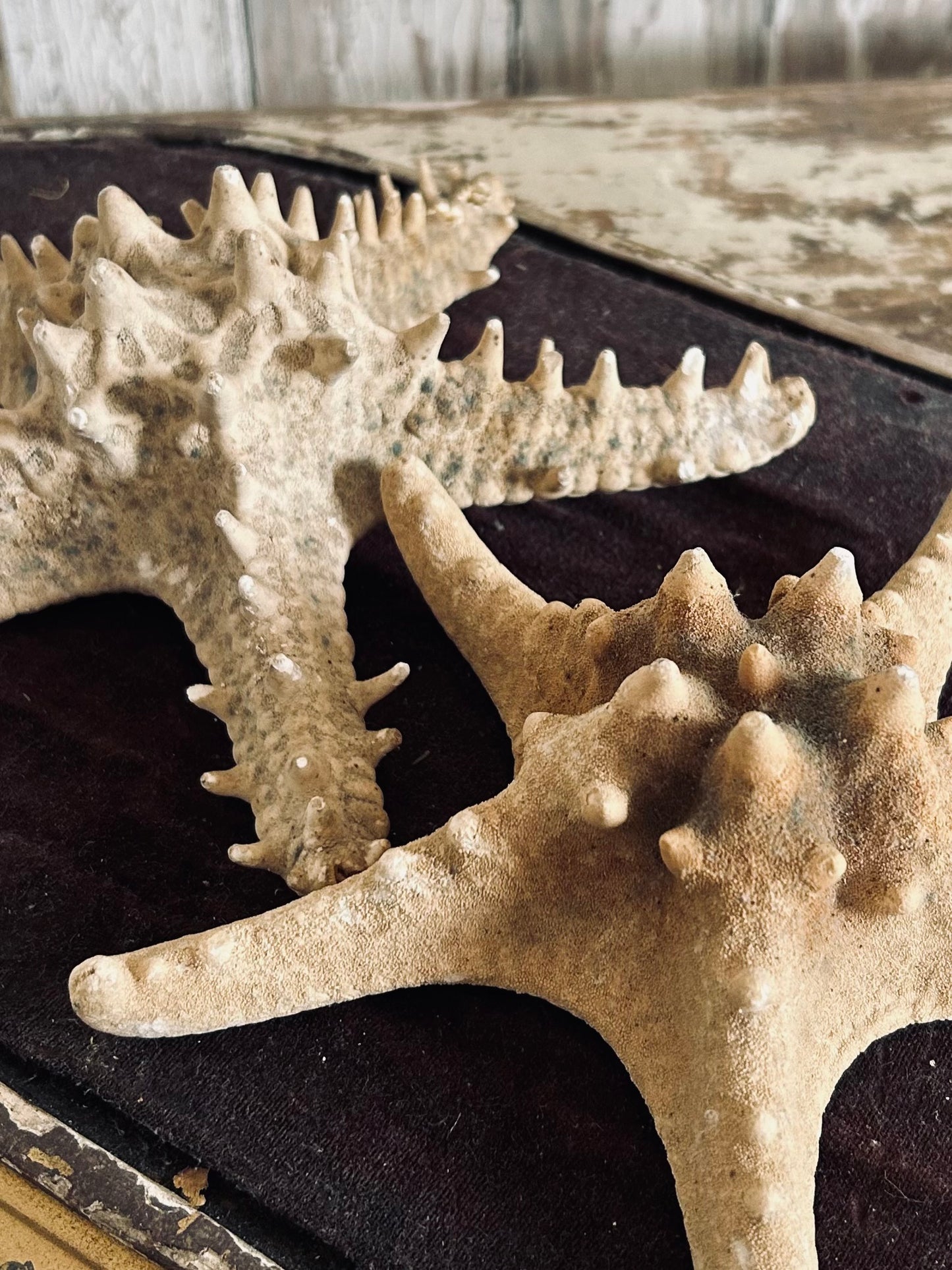 Large Starfish