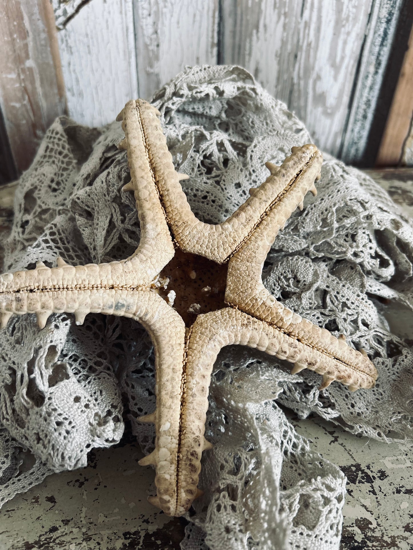 Large Starfish