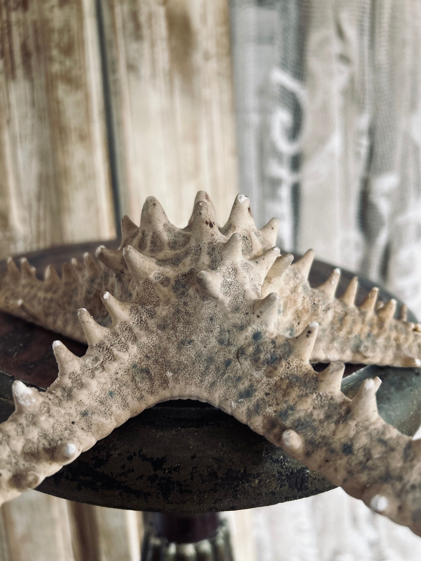 Large Starfish