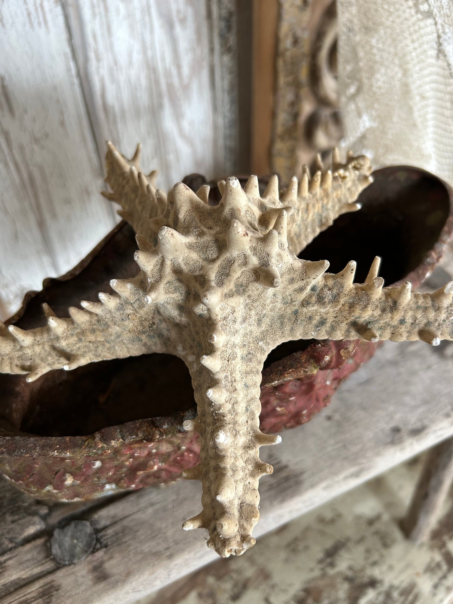 Large Starfish