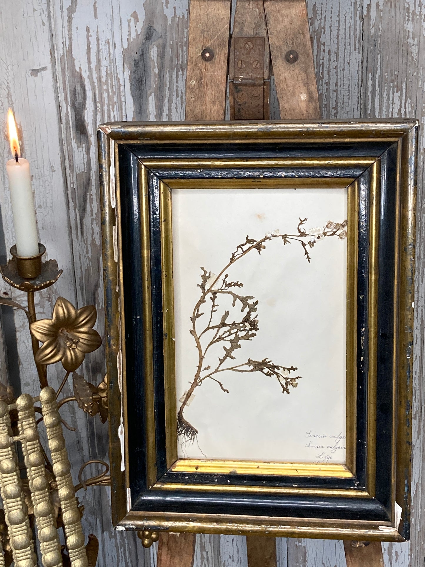 Herbier
