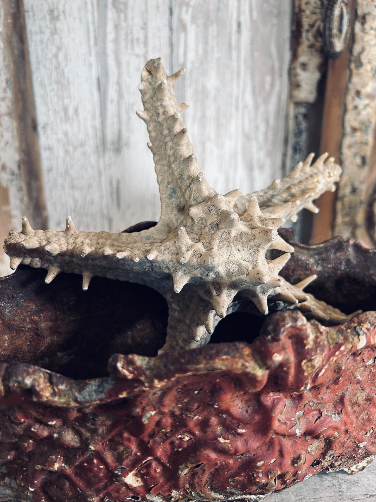 Large Starfish