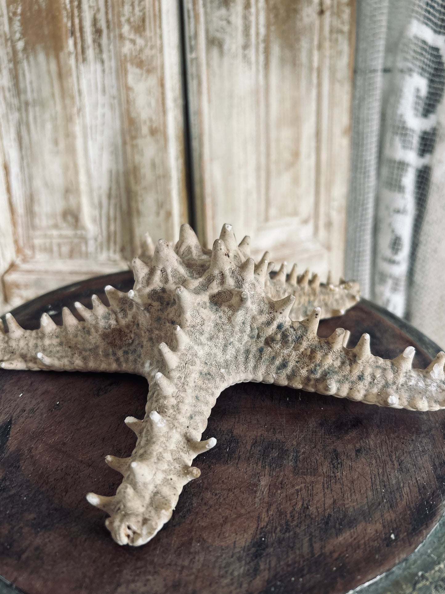 Large Starfish